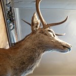 The Old Queens Head - Deer Head