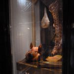 The Jugged Hare - Display Case